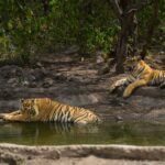 सरिस्का बफर में दिखे एस टी-19 और चार शावक।बाघों की संख्या 50 पार।