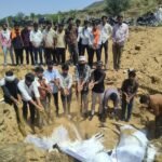 आंधी से बड़ी खबर: कच्ची ज्वार खाने से 4 गायों की मौत, 3 की बचाई गई जान
